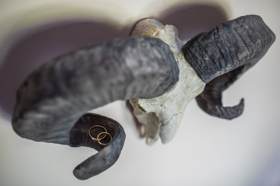 rings sitting on a sheep skull