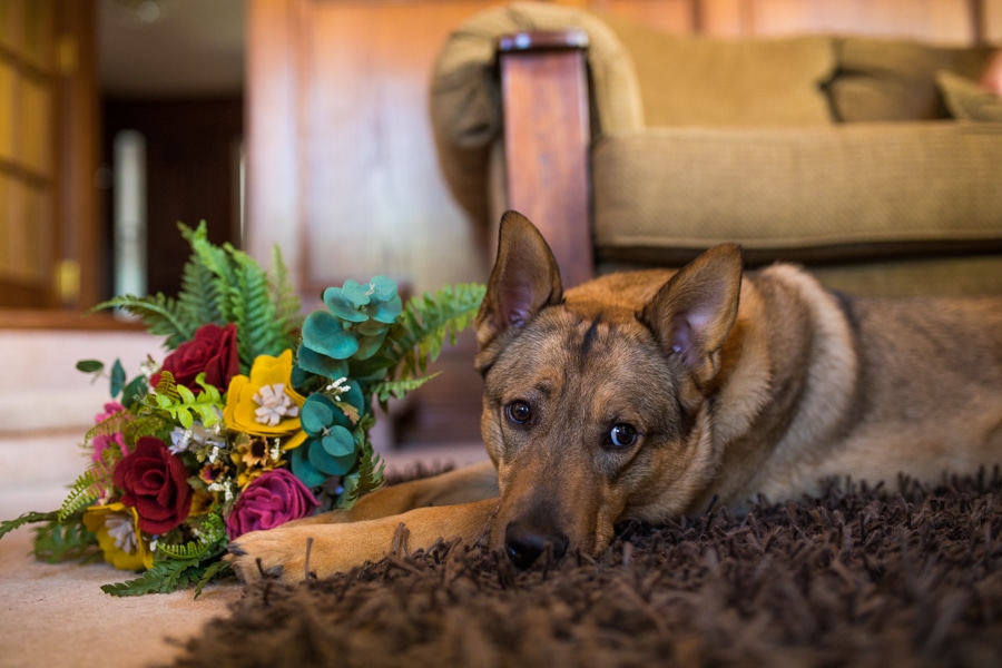 dog holding wedding bouquet