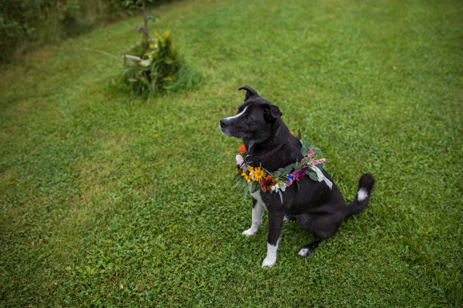 bride and grooms fur baby