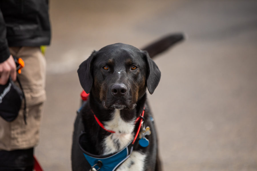 dogs at weddings