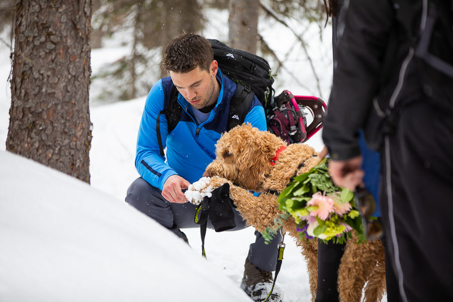 dogs at mountain weddings