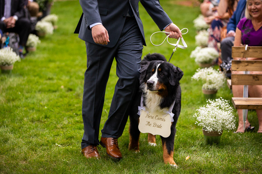dogs carrying wedding signs