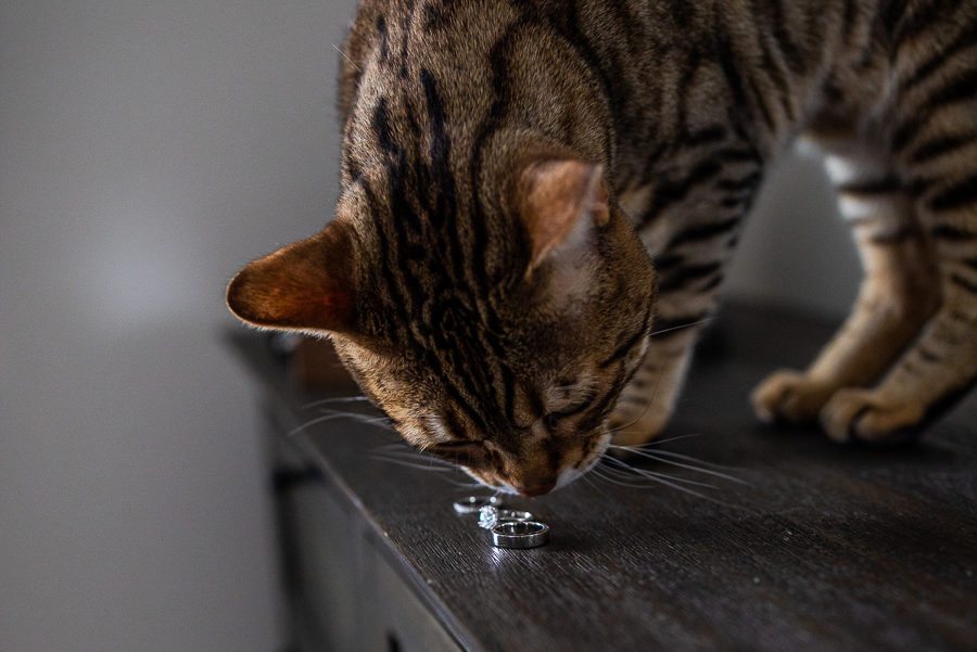 cats with wedding rings