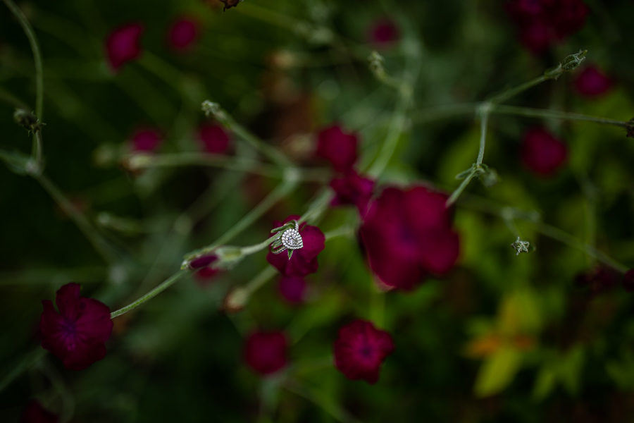 rings on flowers