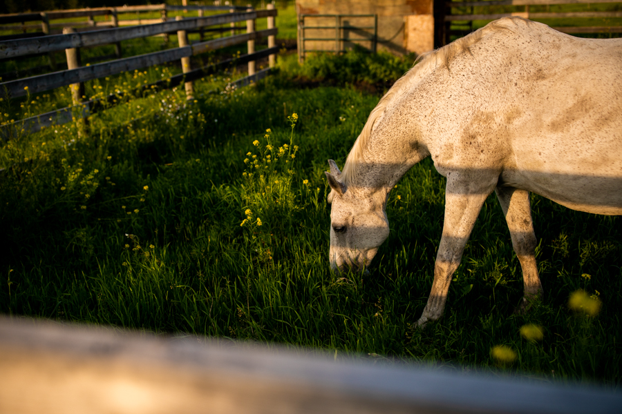 horses at our engagement session