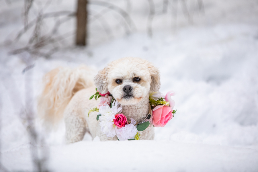 puppy maid of honour