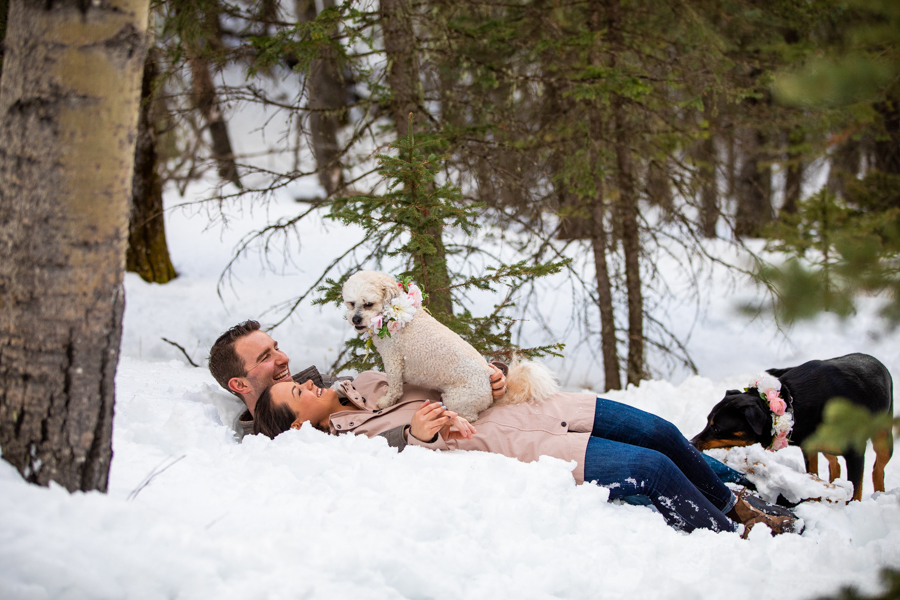 family dog pile with two dogs