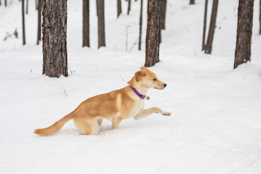 dog portraits in the woods