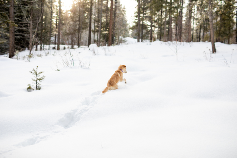 dog playing the snow