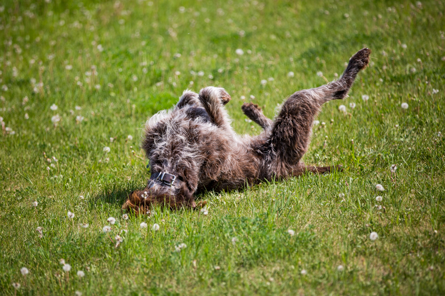 dog rolling on his back