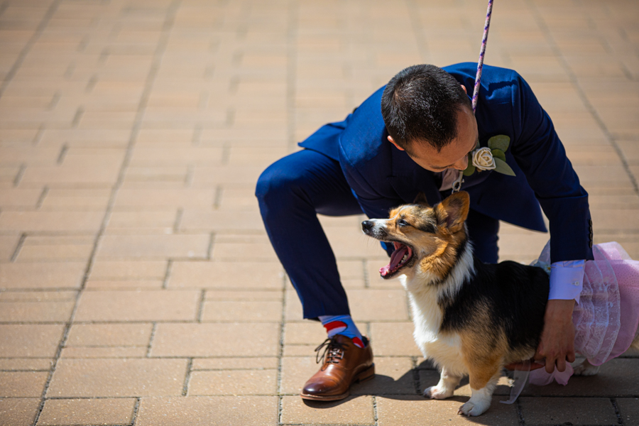 dog flower girl in a dress