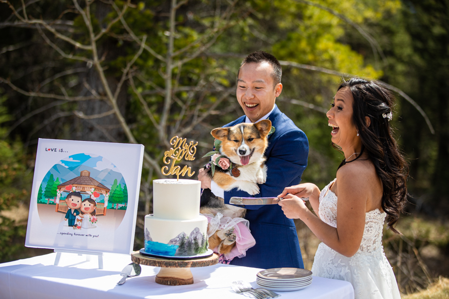 dog eating the cake