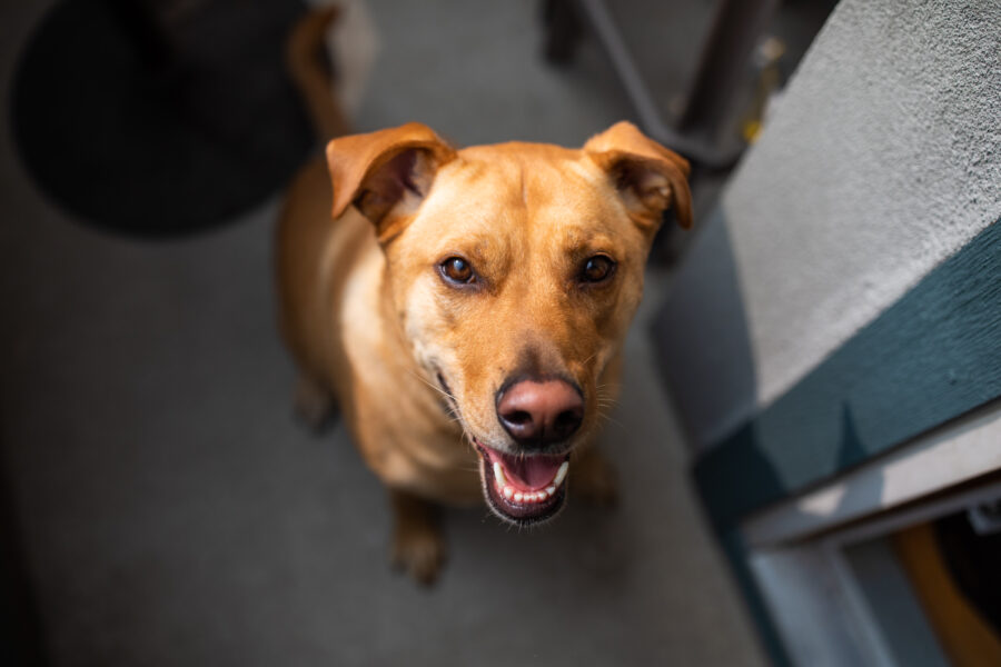 dog at a wedding