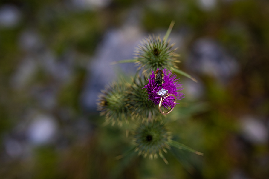 bee on a flower